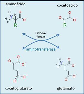 TRANSAMINAÇÃO Aminoácido sofre uma transaminação: transfere o grupamento amina para α- cetoglutarato transforma em glutamato (aminoácido) Enzima: