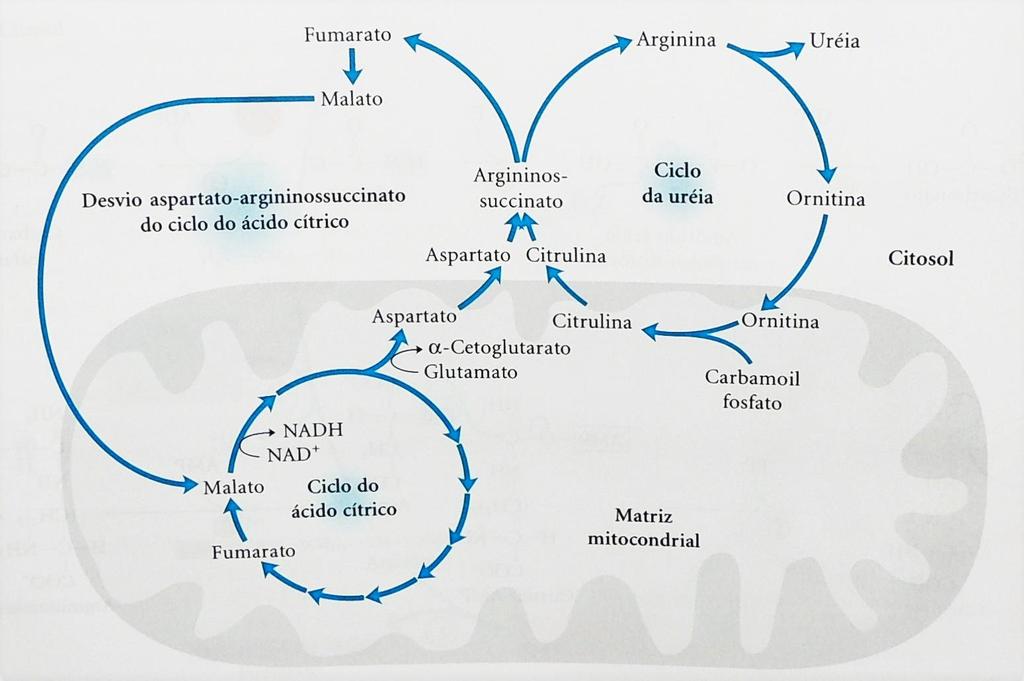 RELAÇÃO CICLO