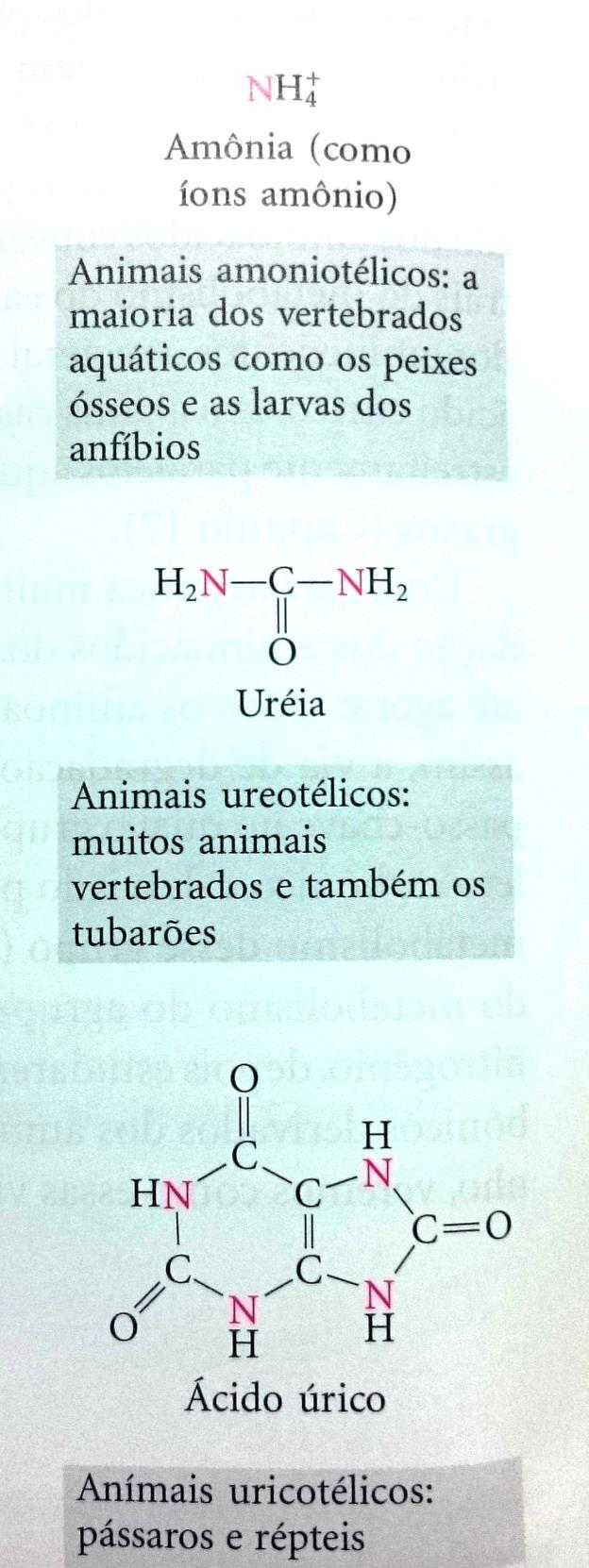 GRUPAMENTO AMINO Pode ser reutilizado (bases nitrogenadas) Pode ser excretado: Formas