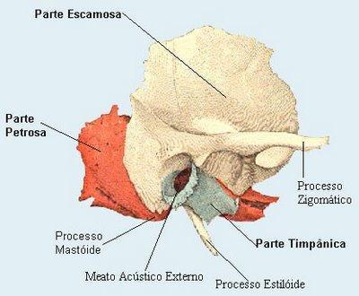 Anatomia Petrosa, timpânica, mastoídea e escamosa Procedimento transmastoídeo: