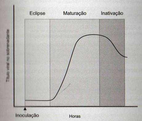 (Fases de infecção) Fases da infecção por