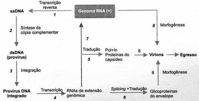 Ciclo replicativo dos vírus da classe VI - ssrna (+) RNA (+) não traduzido pelos ribossomos Retrovírus; local: citoplasma e núcleo RT: DNA polimerase