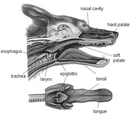 Cavidade Oral Escolha, apreensão e ingestão do alimento o Dentes o Língua o Glândulas salivares e o Faringe Boca ph saliva: Cães: 7,34 a
