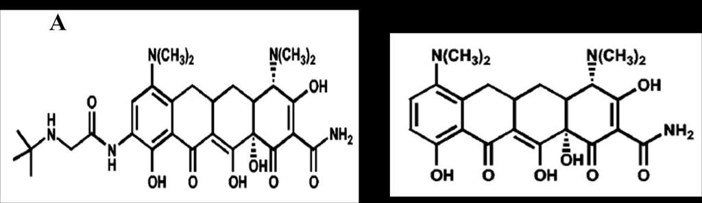 Introdução Figura 4 - Estrutura química da tigeciclina (A) e da minociclina (B) (Dean et al. 20