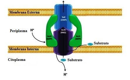 Introdução Figura 5 - Estrutura do sistema de efluxo AcrAB-TolC em E.coli (Adaptado de Alvarez-Ortega et al., 2013).