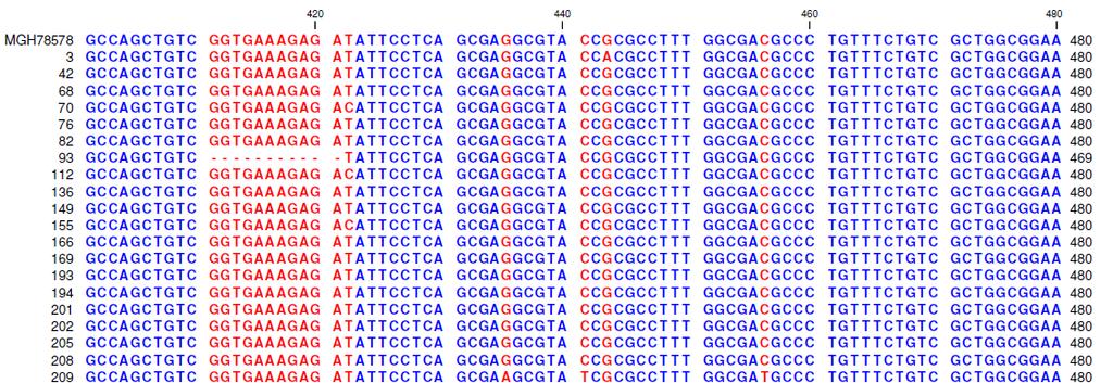 Foram também encontradas duas mutações pontuais no gene de dois isolados, TG42 (Lys63Thr) e TG136 (Glu78Thr) que resultaram num codão STOP prematuro.