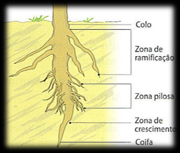 Raiz Órgão heterotrófico das plantas Funções das raízes Suporte e