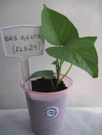 45 Figura 19. Mudas da cultivar BRS Gaita fornecidas por produtores credenciados no MAPA.