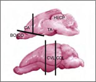 15 correspondentes ao córtex anterior e o córtex olfatório; o coelho D2 não tinha o hipocampo e o coelho D3 o córtex anterior, o hipocampo e o córtex ventro e dorsolateral.