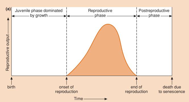 Nascimento Ciclos de Vida Período pré-reprodutivo Reprodução