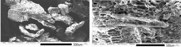Figura 2 - Microfotografias de partículas do pó da Casca de Coco Verde com ampliações indicadas.