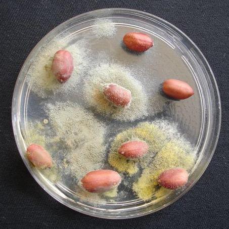 AMENDOIM E AS AFLATOXINAS A aflatoxina é um dos principais tipos de micotoxinas existentes e responsável pela contaminação dos grãos do milho, do trigo e, principalmente, do amendoim.