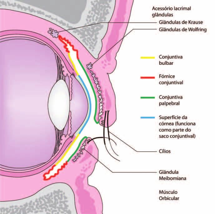 cap. 01 Parte externa do olho mos originados da artéria carótida externa (pela face) e da artéria carótida interna (pela órbita). Isso fornece excelente recuperação dessa região no pós-trauma.
