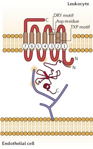 Quimiocinas - receptores Os receptors das