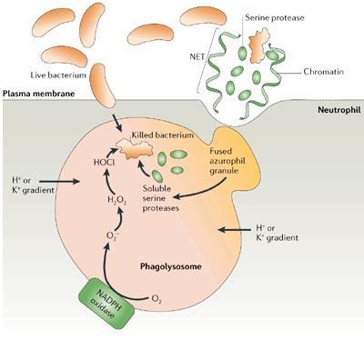 Neutrófilos Morte intracellular e extracelular de bactérias