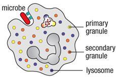 dismutase - SOD