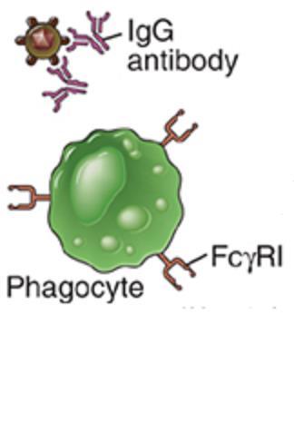 Fagocitose