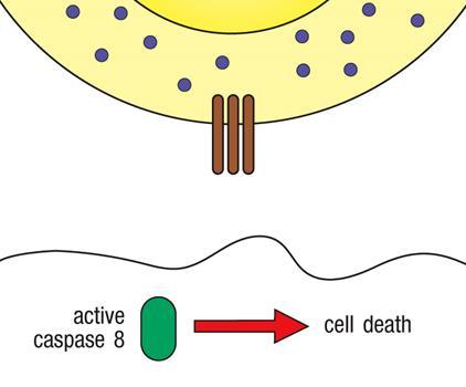 A proteína TRAIL liga-se e activa as proteínas DR4, DR5 da membrana das células alvo activando