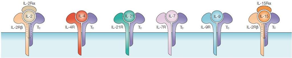 Os receptores das citocinas IL-2, IL-4, IL-7, IL-9, IL-15 e IL-21 têm uma