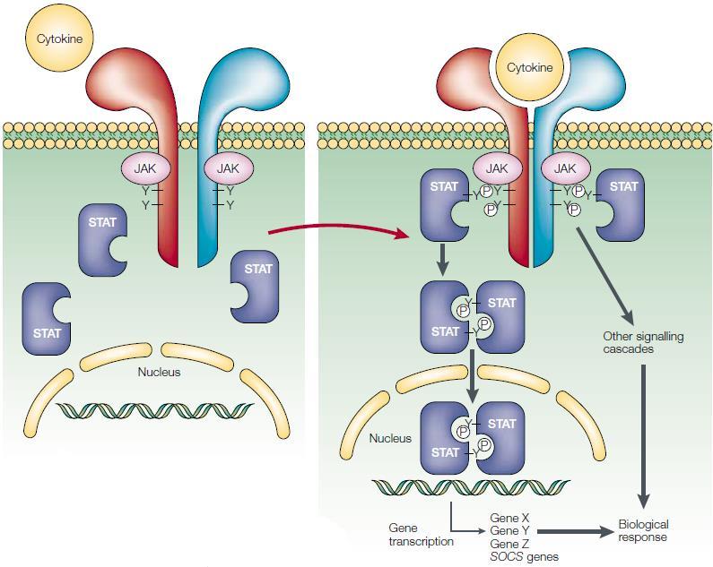 Os receptores das citocinas das famílias I e II estão
