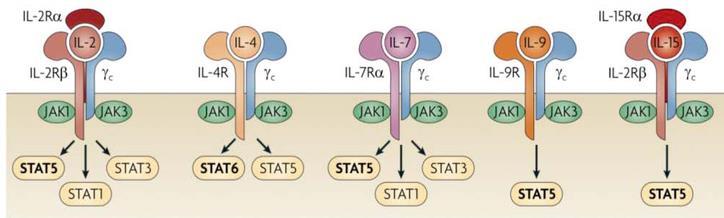 Os receptores das citocinas IL-2, IL-4, IL-7, IL-9, IL-15 e IL-21 têm uma cadeia comum Os receptores destas citocinas têm a cadeia c (=CD132) em comum.