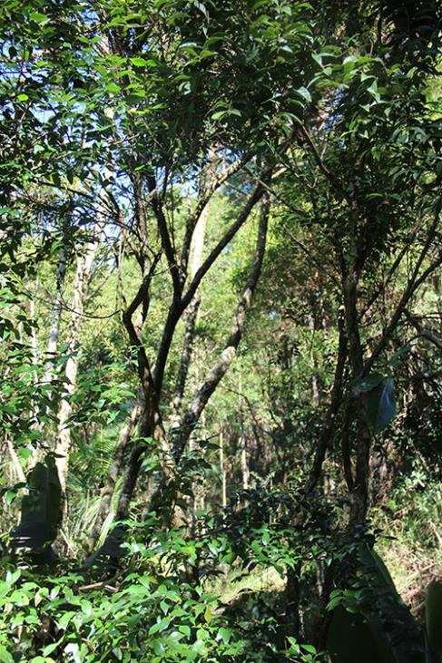 O CAMBUCI A árvore do Cambuci chega até 15m de altura; Pode viver mais de 50 anos; Produz frutos verde-amarelados de 30g a 100g, com 2 a 8 sementes cada; Possui nível de acidez e vitamina C igual ao
