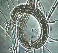 controle de larvas de nematóides gastrintestinais de ovinos, sendo comprovado pelas