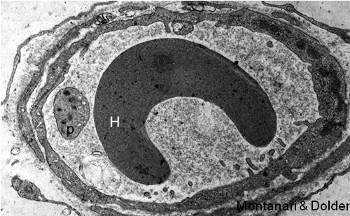 Consistem em uma camada de células endoteliais, o endotélio (epitélio simples pavimentoso), em forma de tubo, com pequeno calibre: uma a três células em corte