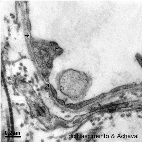 ATLAS DIGITAL DE BIOLOGIA CELULAR E TECIDUAL Nos capilares fenestrados, as células endoteliais estão unidas por junções de oclusão, mas, além das vesículas de pinocitose, apresentam poros (ou