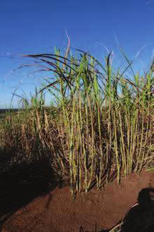 124 Sistema de Produção da Cana-de-açúcar para o Rio Grande do Sul Apresenta alta produtividade de colmos por hectare, acima de 100