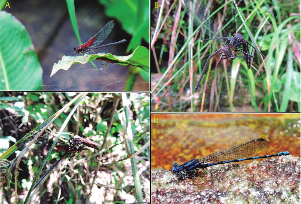 Odonata predada por Asilidae (Diptera)..79 e um terceiro em março de 2017, registrado em superfície rochosa de cachoeira. A. capnoptera predou fêmeas de A. claussenii (Figura 1 B) e um macho de A.