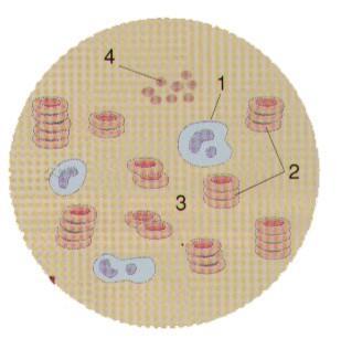 Ficha de Treino FT SC11 1. O sangue é indispensável à vida. A figura seguinte representa uma observação microscópica do sangue humano. 1.1. Faz a legenda da figura.