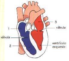 Ficha de Treino FT SC2 1. A figura representa o interior de um coração humano. 1.1. Completa a legenda da figura. 1.2. Como é que o coração contribui para a circulação do sangue?