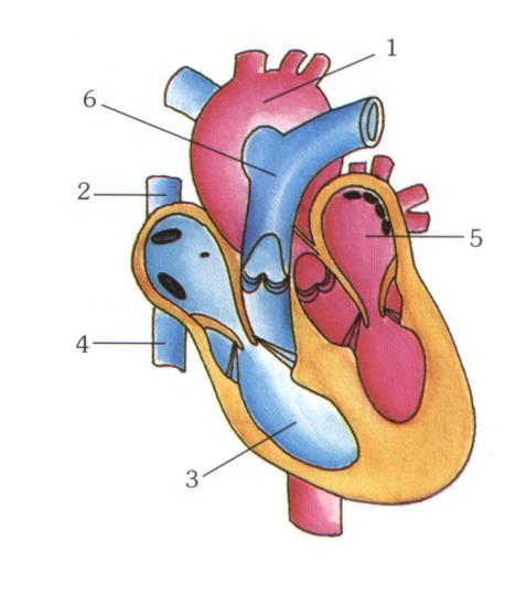 Ficha de Treino FT SC8 1. Na figura, ao lado, está representada, em corte longitudinal, o coração, sendo visíveis alguns vasos sanguíneos.