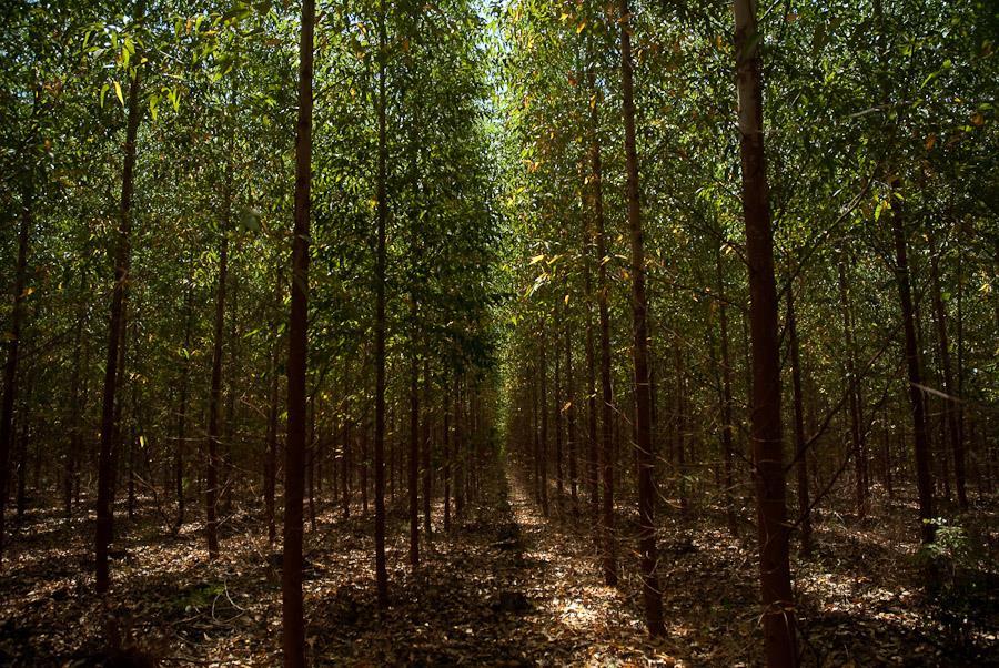 Divisão Madeira - Florestal Referência em produtividade