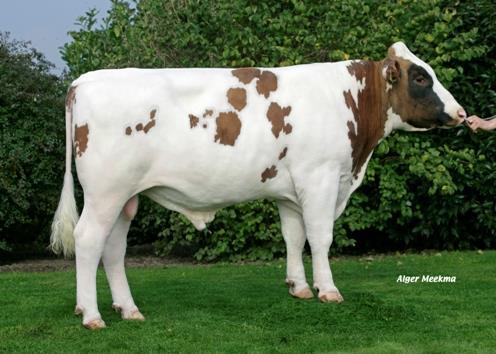 SAMEN ALBERT (Mark 44 x Meldober) O Albert é um touro da raça MRY com muito leite e uma morfologia exterior do melhor nível. Tem também óptimos resultados em longevidade.