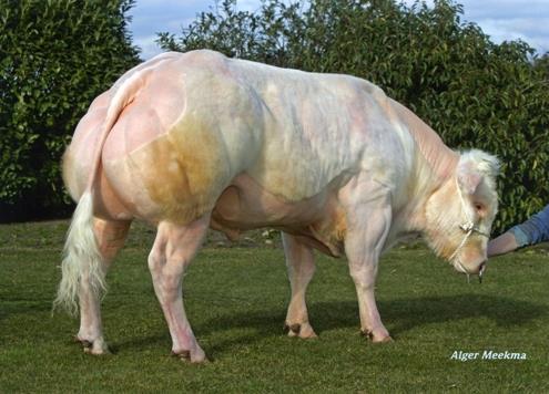 Ugo van Boszicht LUCAS van Boszicht é o touro que confirma na prática o que revelam os seus índices; boas primíparas que nascem com facilidade. O seu índice de fertilidade é também muito bom.
