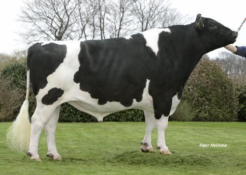 DALI aaa 513462 (Duplex x Tugolo) O DALI é um touro criado na Alemanha com origens na família Dea (Jardin).