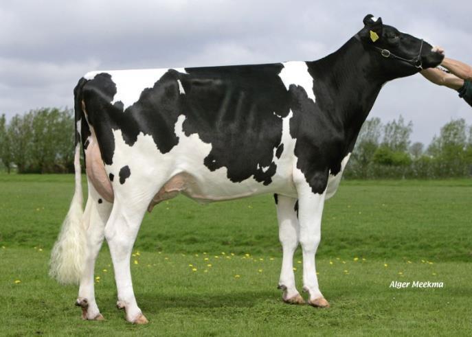 ALBIORIX rf aaa 156432 (Shottle x Talent) O Albiorix rf é um filho do Shottle que está na origem de vacas bem desenvolvidas e cheias de força.