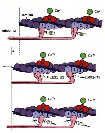 Contração muscular A miosina- ATP-ase hidroliza ATP (ADP + P) que se encontra na cabeça da ponte cruzada liberando