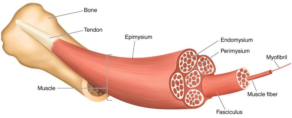 musculares (fascículo) ENDOMISIO: tecido conjuntivo que envolve uma fibra muscular