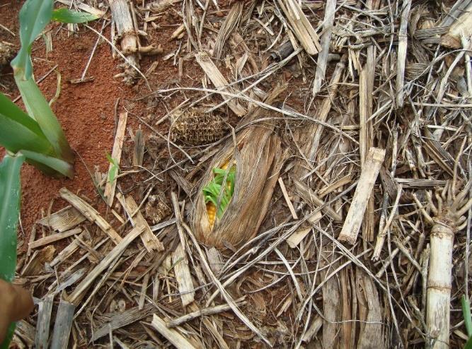 Nº de Fluxo de Emergência Milho RR.