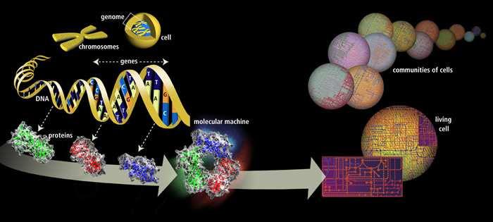 Macromoléculas Ácidos Nucleicos (DNA e RNA) Estrutura do DNA James Watson e Francis Crick (1953) Esclareceram a estrutura do DNA: dupla hélice composta