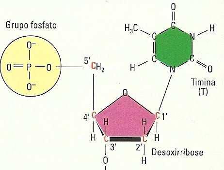 1 2 Nucleotídeos: unidades básicas 3 componentes característicos: 1) base nitrogenada 2) pentose 3) fosfato A molécula sem o grupo fosfato é denominada: