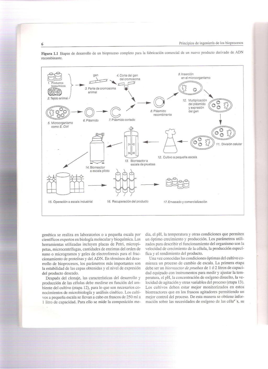 Pode ocorrer ruptura das ligações covalentes (esqueleto açúcar + fosfato) do DNA Agentes mutagênicos Luz UV: componente não ionizante da luz solar.