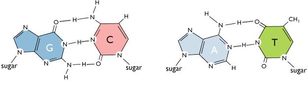 bases nitrogenadas Sempre uma pirimidina (1 anel) se liga a uma purina (anel duplo) ou vice-versa