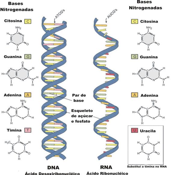 RNA: ácido ribonucleico RNA