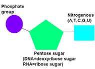 nucleotídeos (base nitrogenada