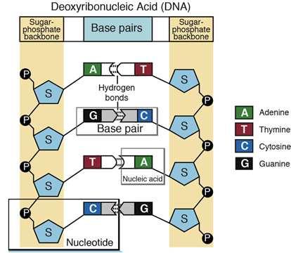 hidrofílico; Bases hidrofóbicas.