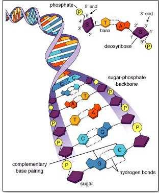 DNA Pares de bases: A (adenina) T (timina) C (citosina) G (guanina) Localização dos
